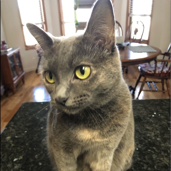 😹 Bye Cutie 😹 Said goodbye to our dear Cutie 2-6-24. She gave us much Joy!♥️ - Picture 10 of 14